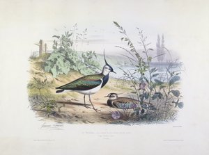 Pavoncella Femmina e Maschio da Edouard Travies